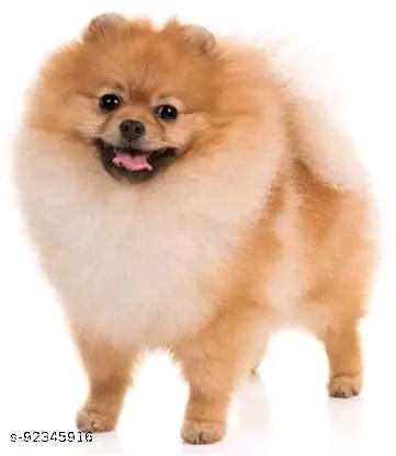 Padded Nylon Dog Collar | Adjustable & Reversible | PetHoppers